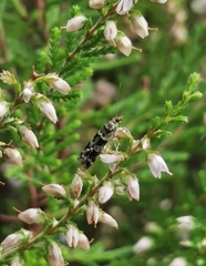 Scoparia aequipennalis