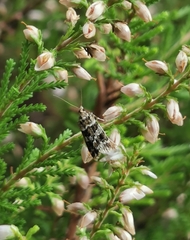 Scoparia aequipennalis