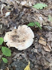 Tricholoma caligatum