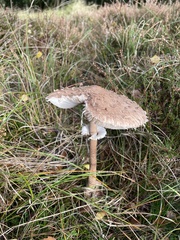 Macrolepiota procera