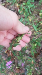 Hypericum hypericoides