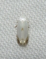 Pseudopostega quadristrigella