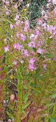 Rhexia virginica