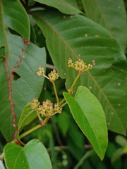 Cissus hastata