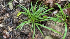 Carex pedunculata