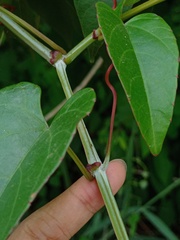 Cissus hastata
