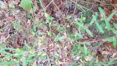 Hypericum hypericoides