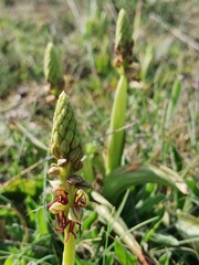 Orchis anthropophora