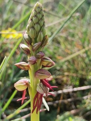 Orchis anthropophora