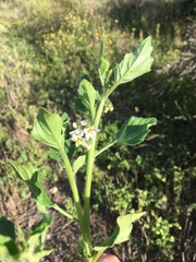 Solanum physalifolium nitidibaccatum
