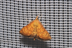 Ecpyrrhorrhoe rubiginalis