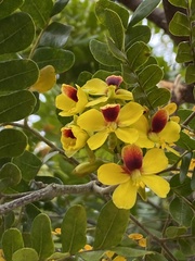 Paubrasilia echinata