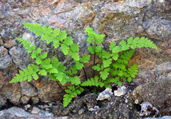 Cryptogramma stelleri
