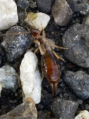 Apterygida albipennis