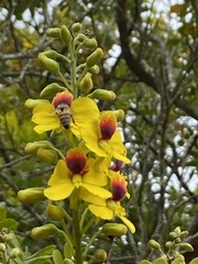 Paubrasilia echinata