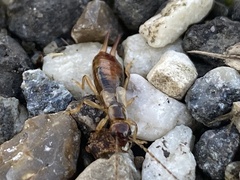 Apterygida albipennis