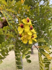 Paubrasilia echinata