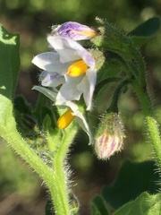 Solanum physalifolium nitidibaccatum