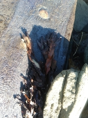 Fucus serratus