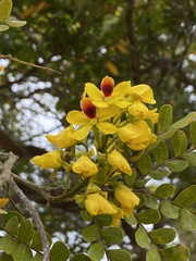 Paubrasilia echinata