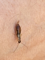 Apterygida albipennis