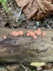 Lycogala epidendrum