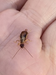 Apterygida albipennis