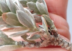 Schistostephium umbellatum