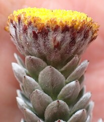 Schistostephium umbellatum