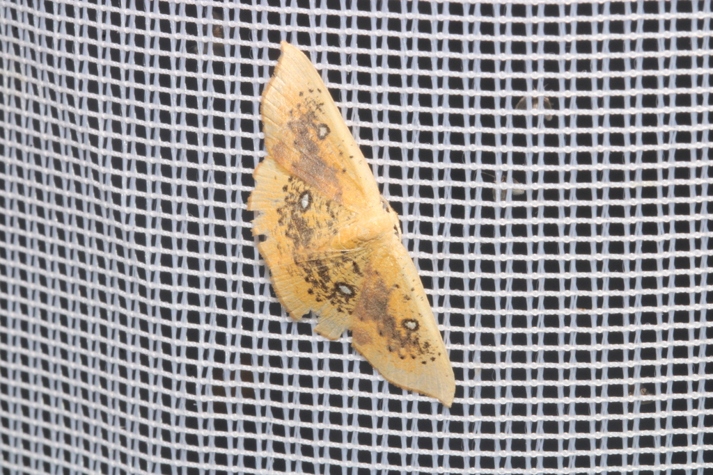 Cyclophora albiocellaria