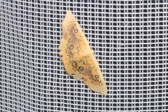 Cyclophora albiocellaria