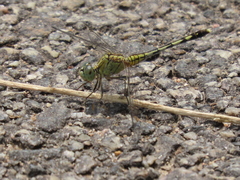 Diplacodes trivialis