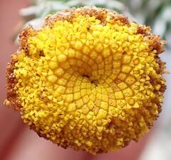 Schistostephium umbellatum