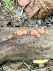 Lycogala epidendrum