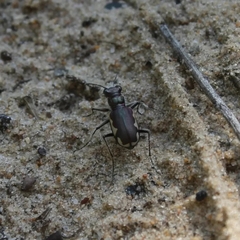 Cicindela scutellaris lecontei