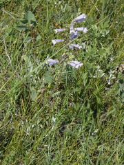 Penstemon gracilis