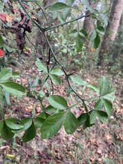 Citrus trifoliata