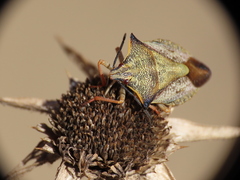 Carpocoris mediterraneus