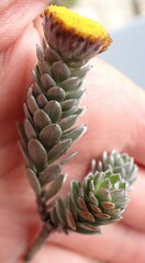 Schistostephium umbellatum