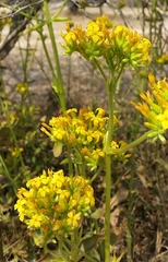Kalanchoe lanceolata