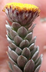 Schistostephium umbellatum