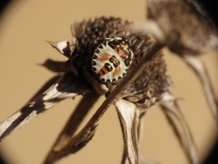 Carpocoris