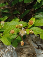 Tetracera indica