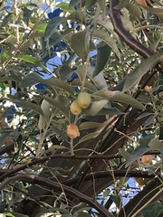 Olea europaea
