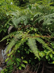 Dicranopteris curranii