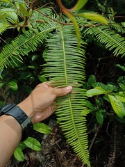 Dicranopteris curranii