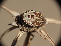 Carpocoris mediterraneus