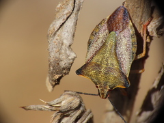 Carpocoris mediterraneus