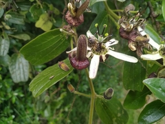 Passiflora bogotensis