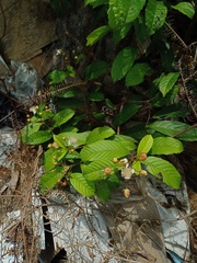 Tetracera indica